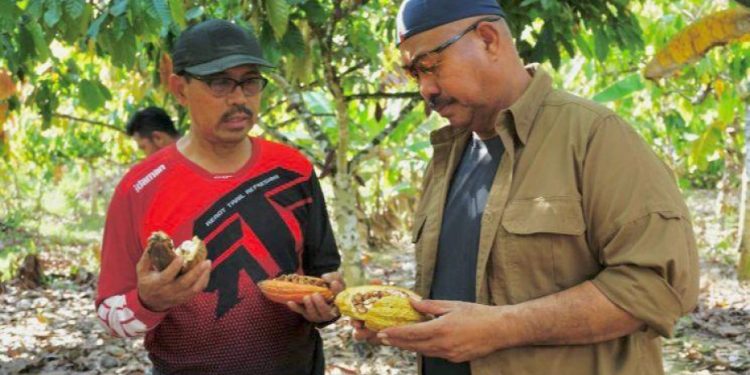 Perkebunan Coklat Kian Berkembang, Disbun Kukar Berikan Pendampingan